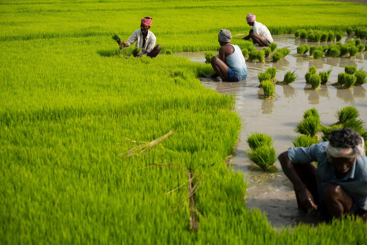 Heirloom Rice vs Regular Rice: What's the Difference and Why It Matters