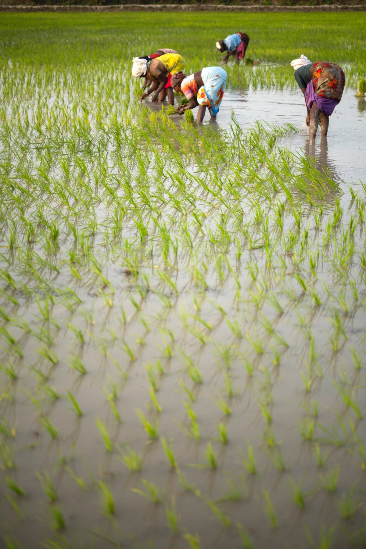 Is Mapillai Samba Rice Good for Diabetics? Glycemic Index and Health Benefits Explained